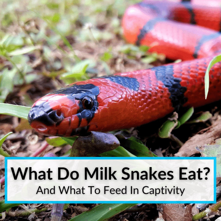 What Do Milk Snakes Eat And What To Feed In Captivity