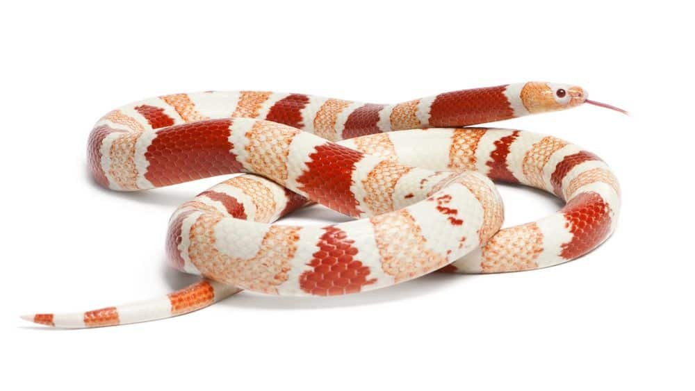 Albino Tangerine aberrant Honduran milk snake