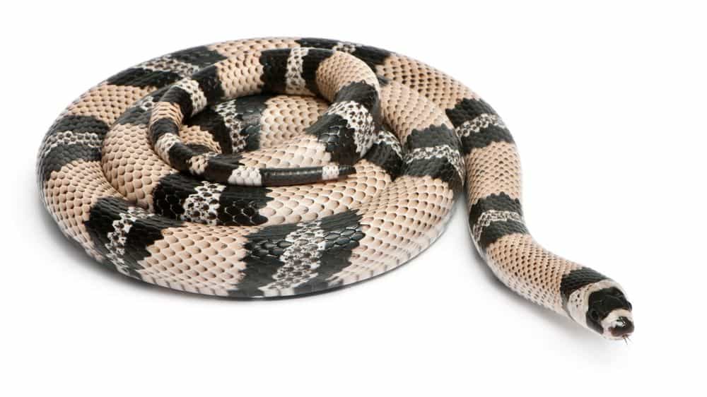 Anerytristic Honduran milk snake