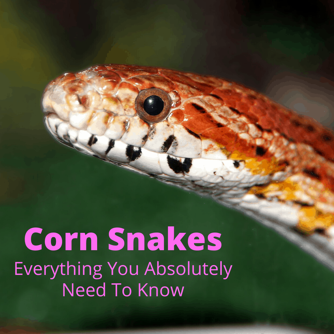 Corn Snakes