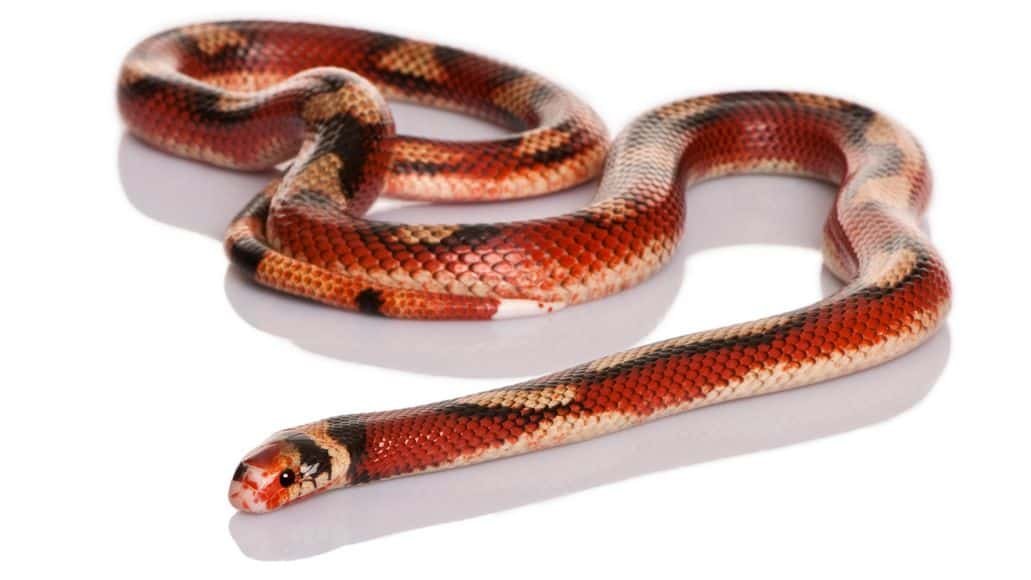 Nelson's milk snake