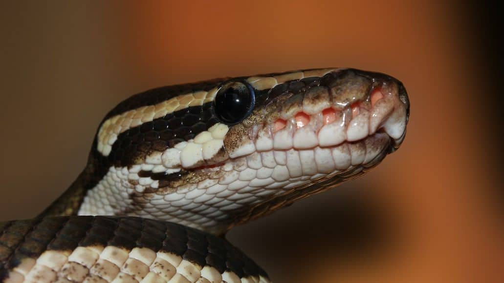 ball python head