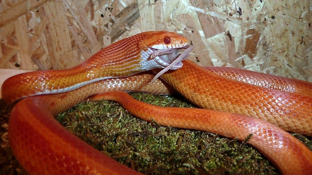 Corn snake feeding