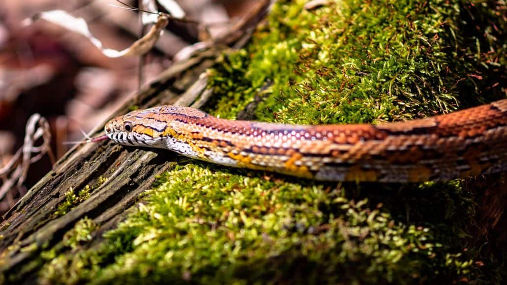 Corn snake slithering in wild