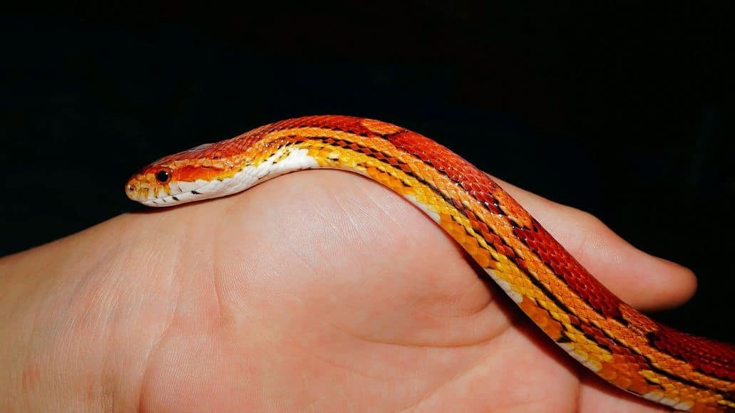 handling a corn snake