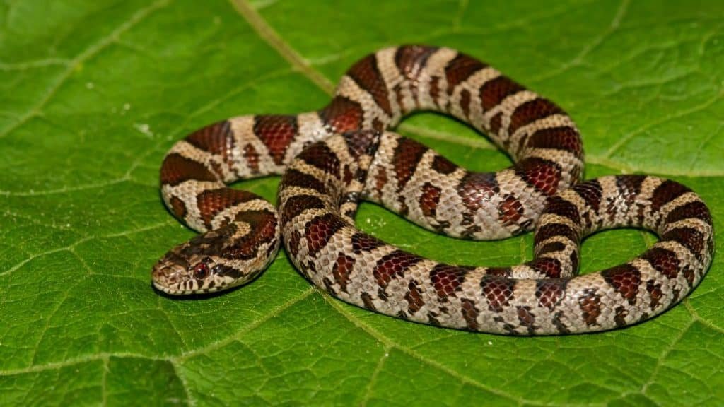 What Do Milk Snakes Eat? (And What To Feed In Captivity)
