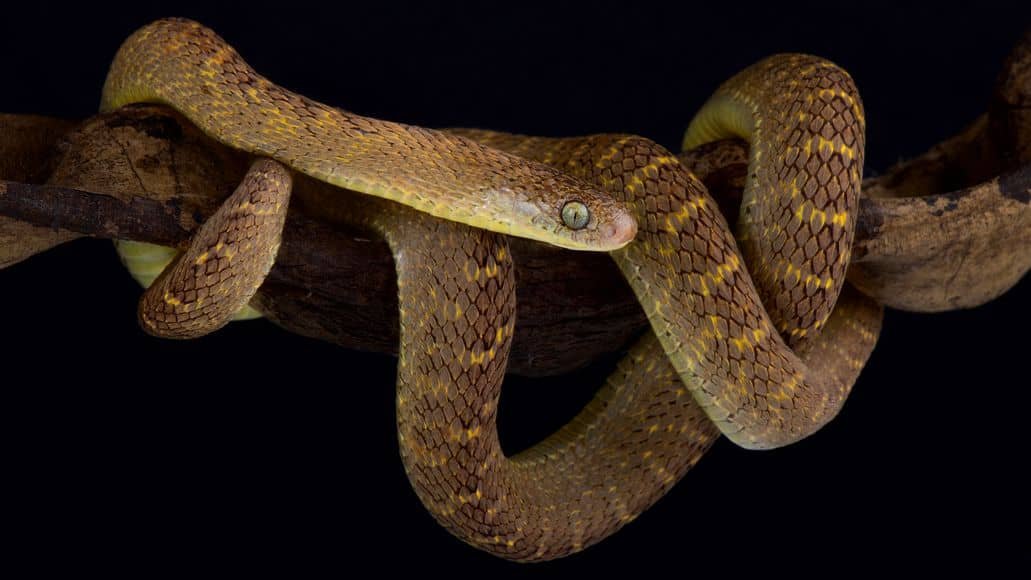 Egg eating snake on a branch