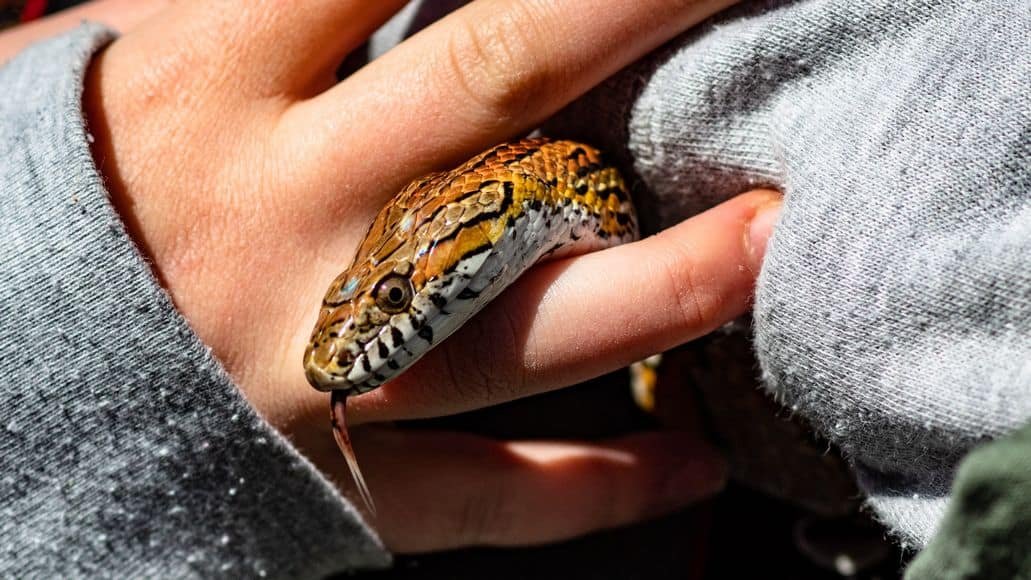 corn snake between fingers