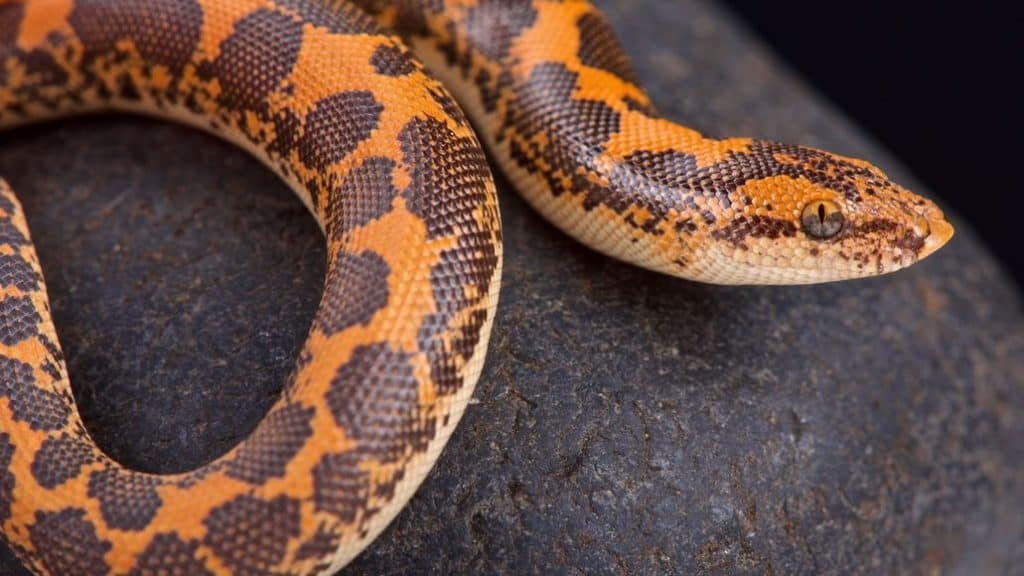 Boa Constrictor Vs Python (Differences Explained)