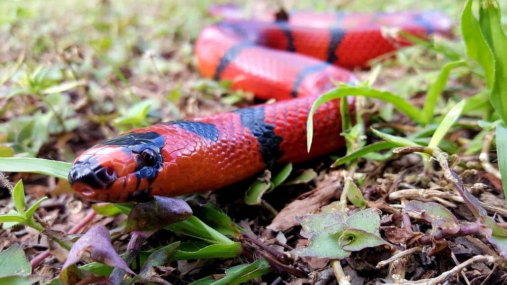 Non-venomous milk snake