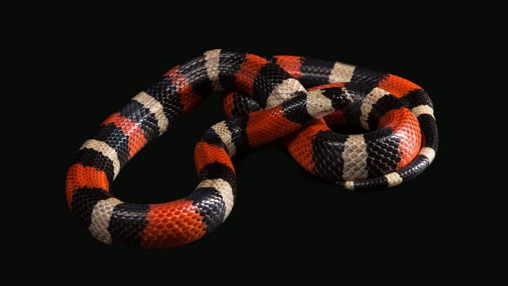 Pueblan milk snake