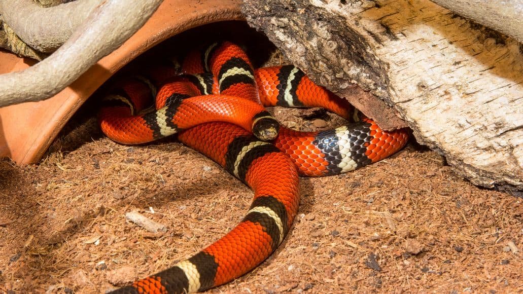 milk snake looking for food