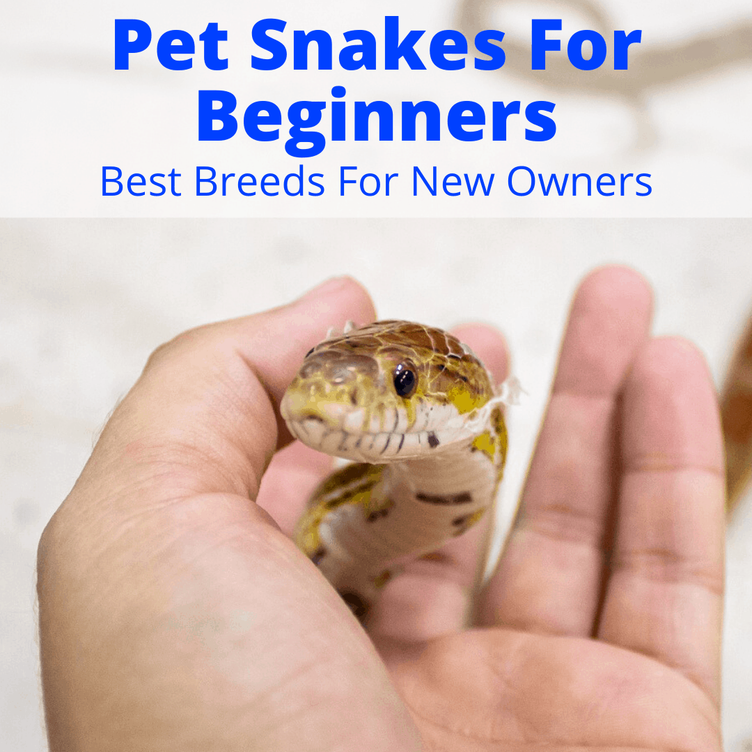 Pet Snakes For Beginners (5 Best Breeds For New Owners ...