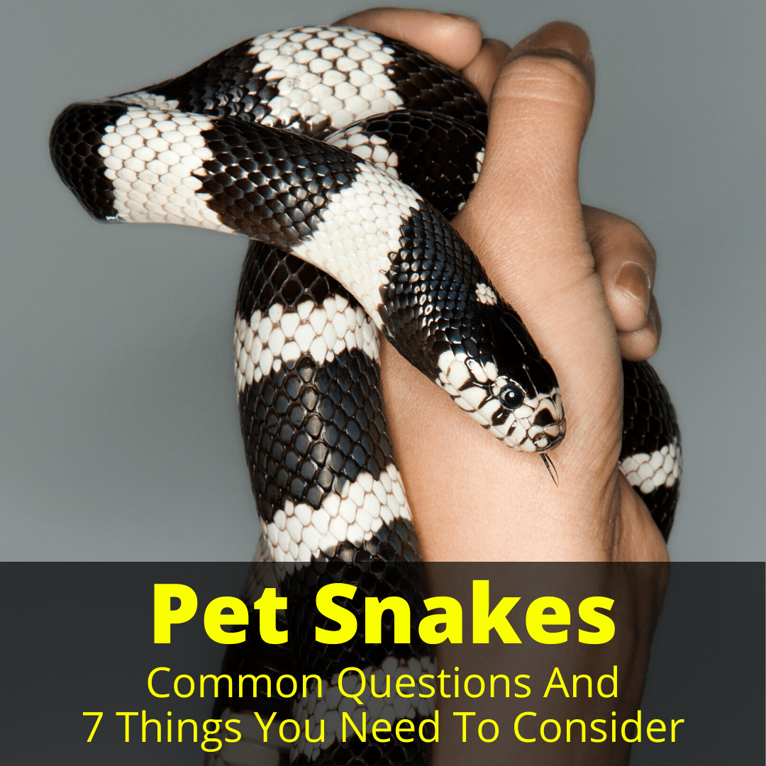 snakes as pets