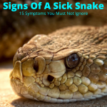 Snake showing signs of sickness