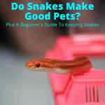 Do snakes make good pets