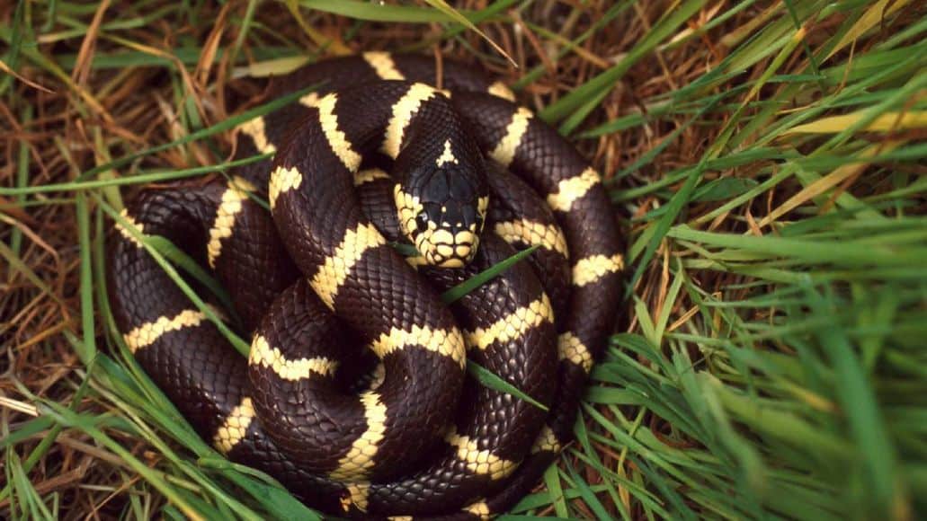 California Kingsnake is immune to venom of other snakes