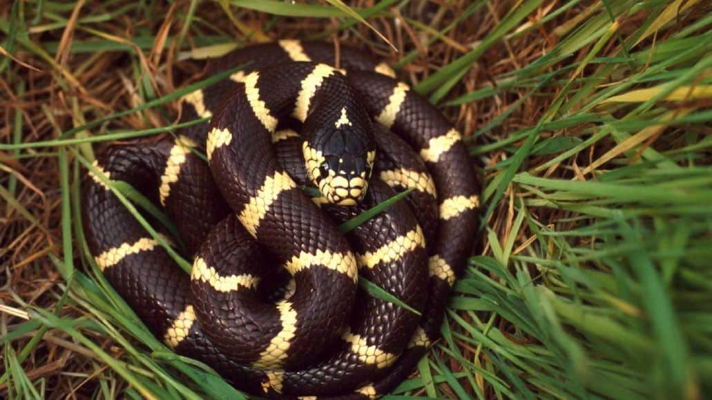 California Kingsnake in grass