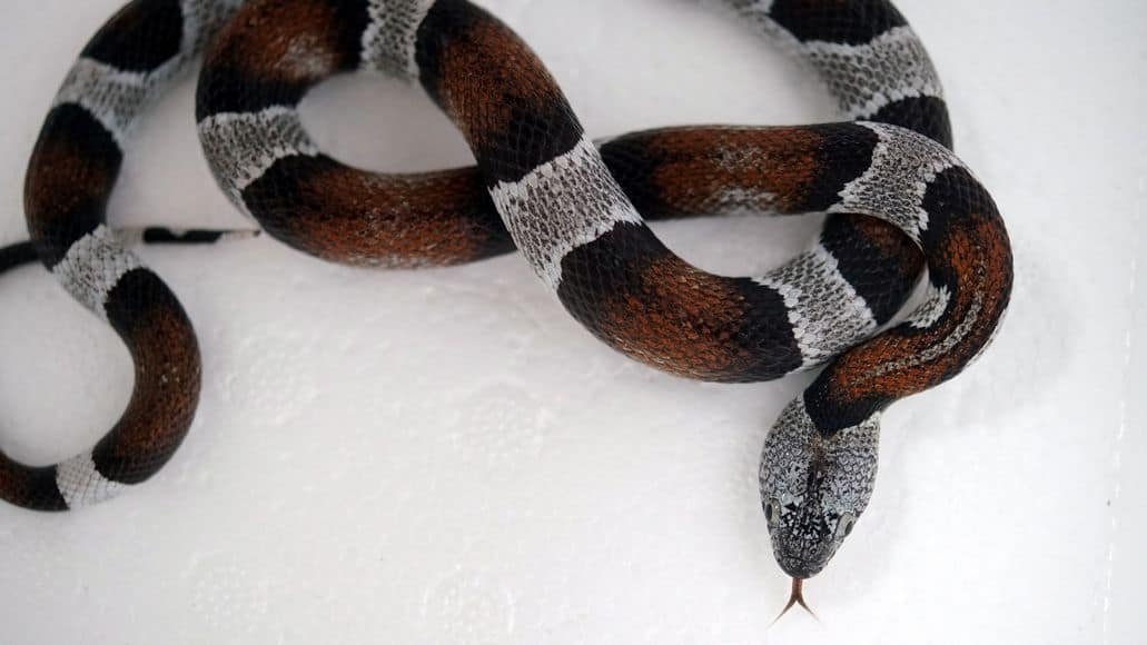 California Kingsnake