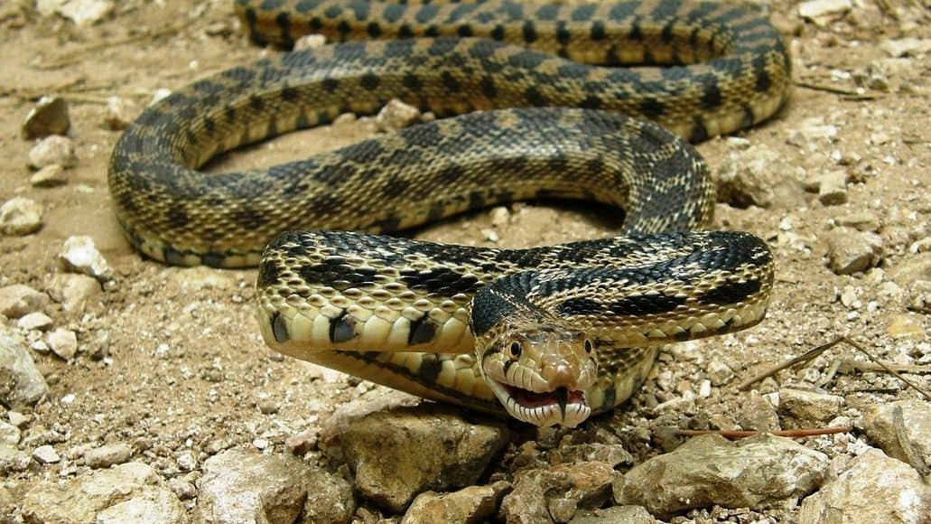 Gopher snake hunting food