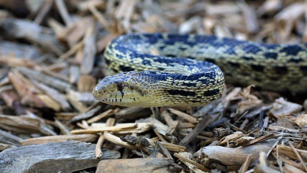 Gopher snake closeup