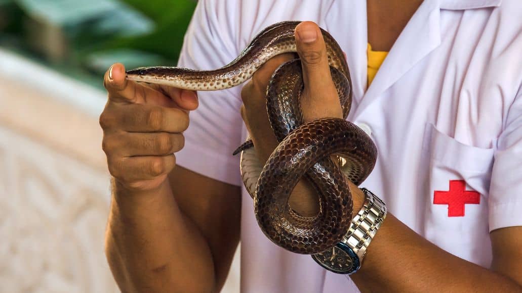 human holding pet snake