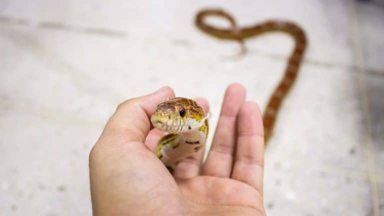 10 Surprising Reasons Snakes Make The Best Pets