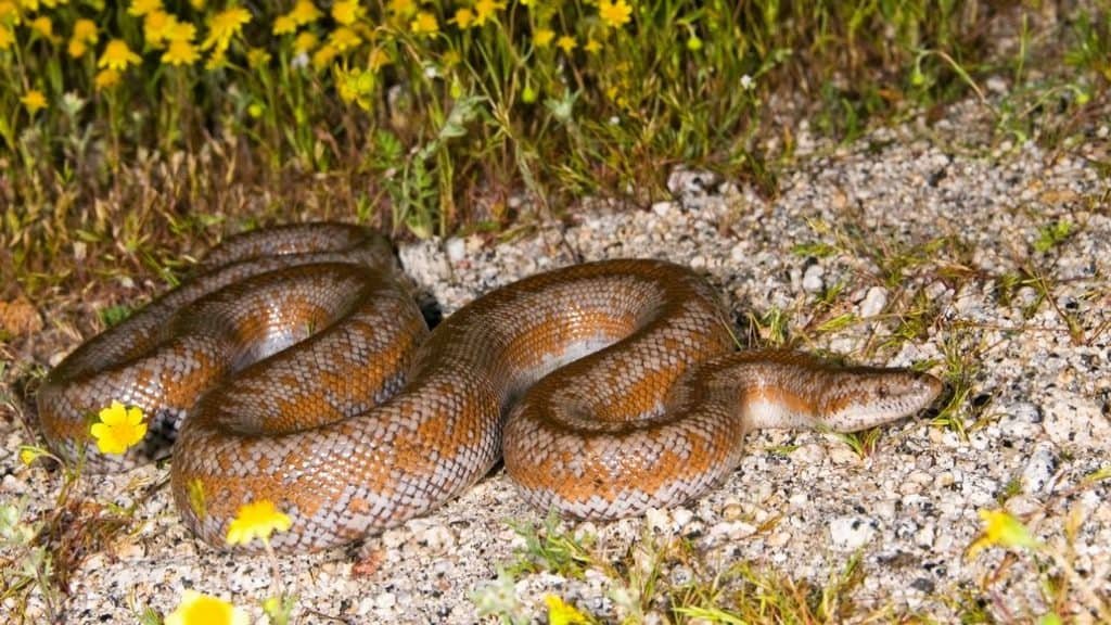 Rosy Boa Care Guide To Caring For This Popular Pet)
