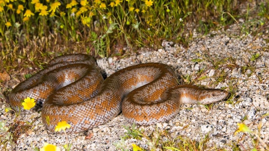 Small Rosy Boa