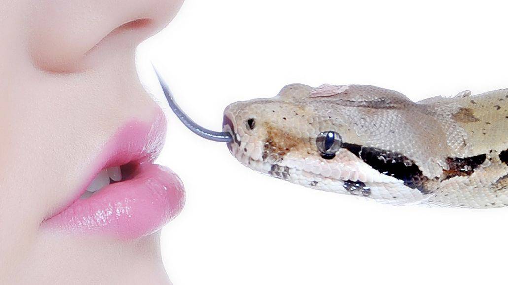 Snake tongue kiss
