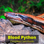 Blood Python care