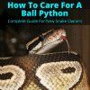 How To Care For A Ball Python (Complete Guide For New Snake Owners)