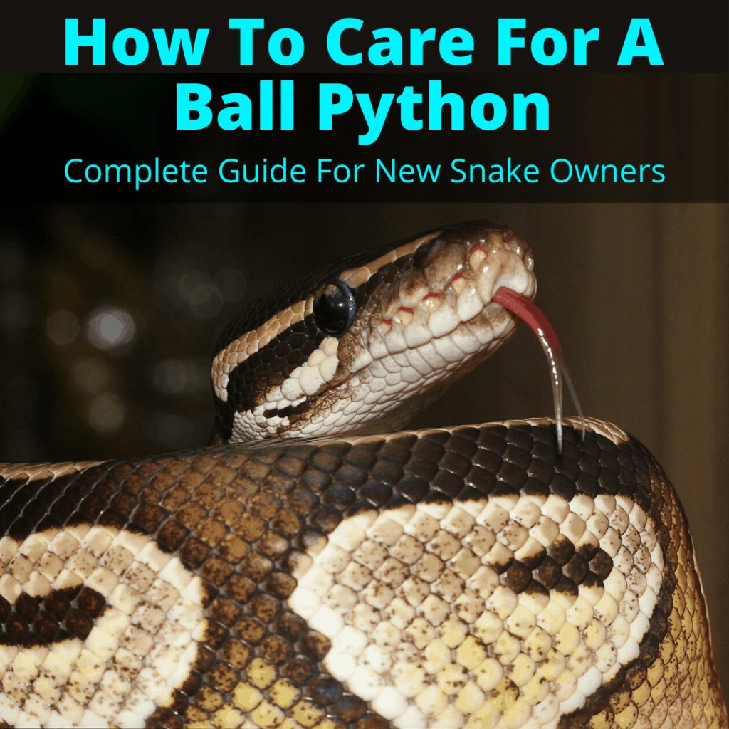How To Care For A Ball Python (Complete Guide For New Snake Owners)
