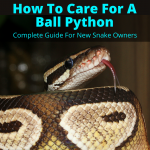 How to Care for A Ball Python