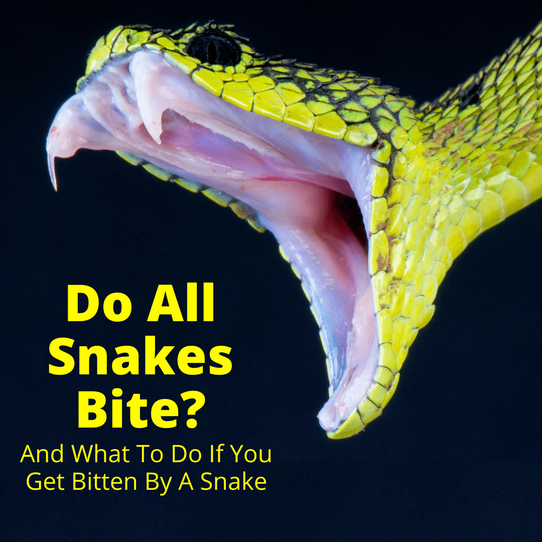 Do All Snakes Bite