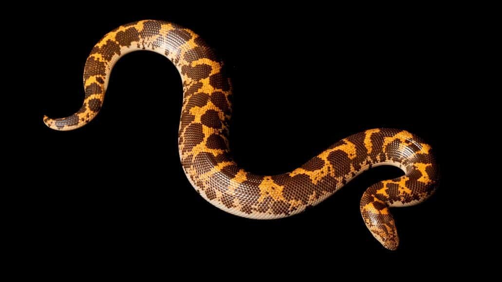 Flame paradox Kenyan sand boa