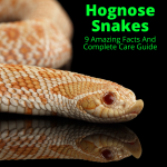 Hognose Snake Care Guide