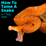 How To Tame A Snake