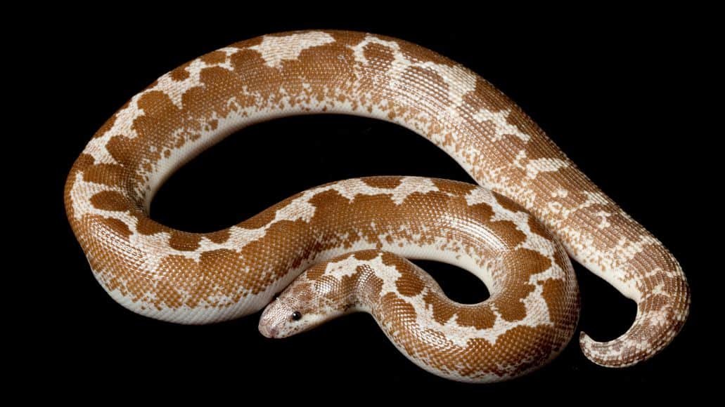 Hypomelanistic Kenyan sand boa