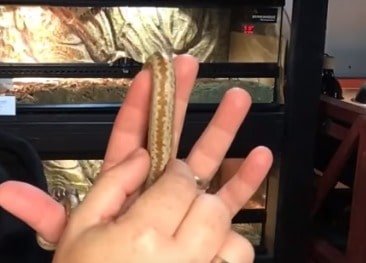 Measuring rosy boa for feeding