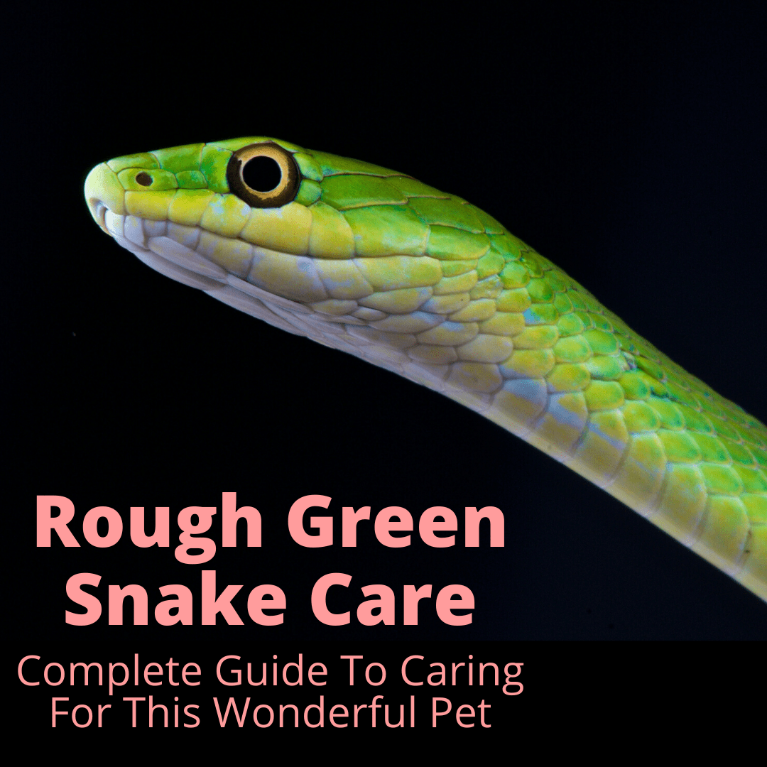 Rough Green Snake Care