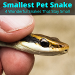 Smallest pet snake