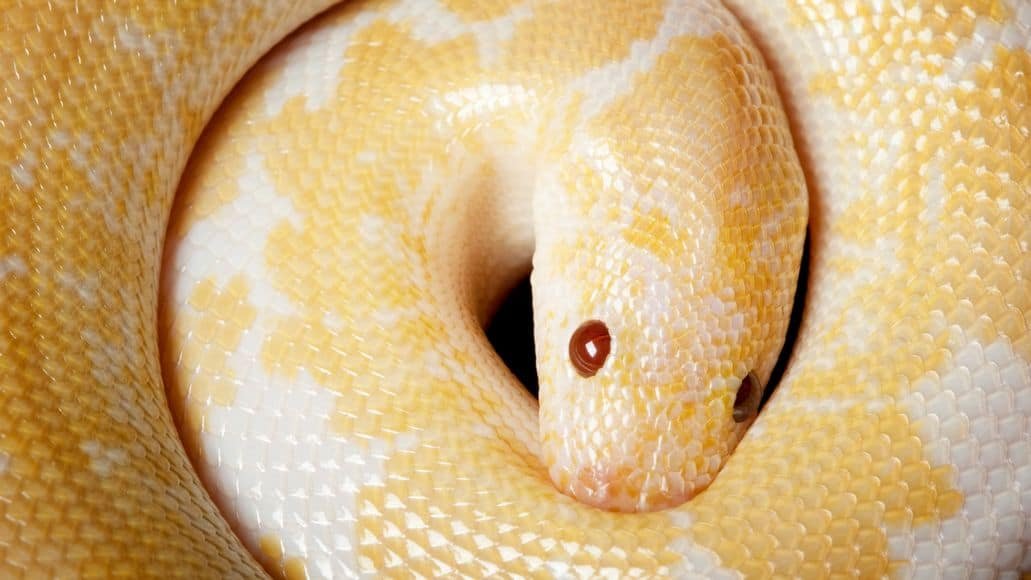 Snow Kenyan sand boa