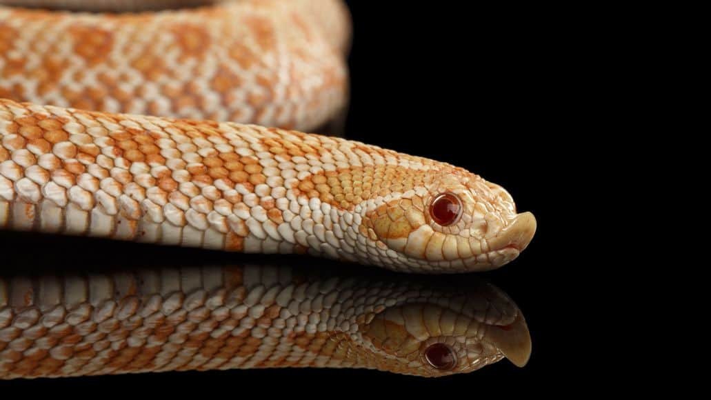 Albino hognose snake