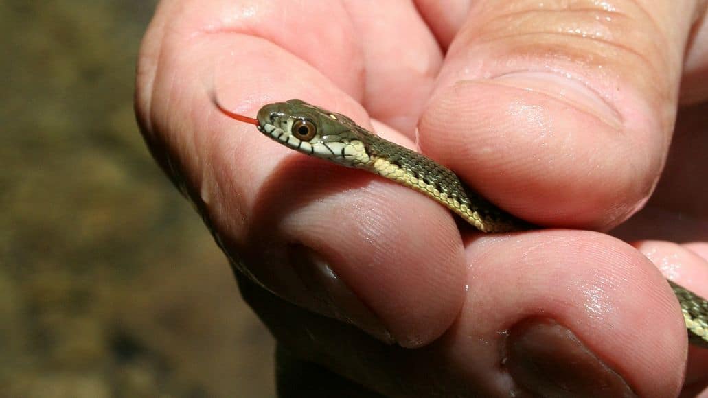 Baby garter snake wants to eat
