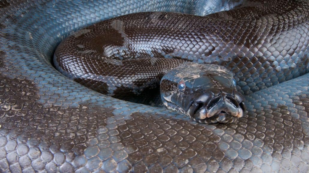 Black Blood Python