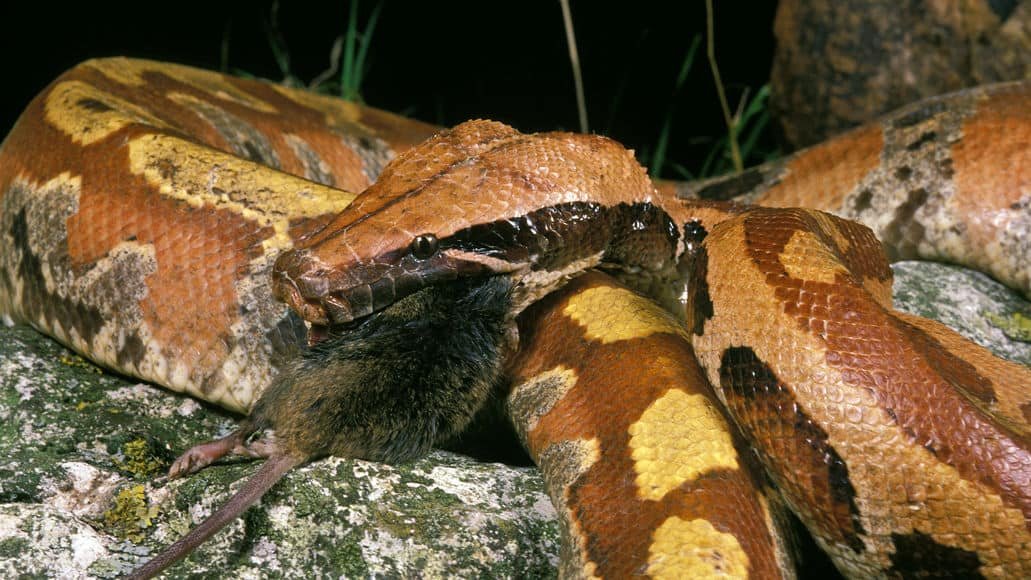 Blood python eating a rat