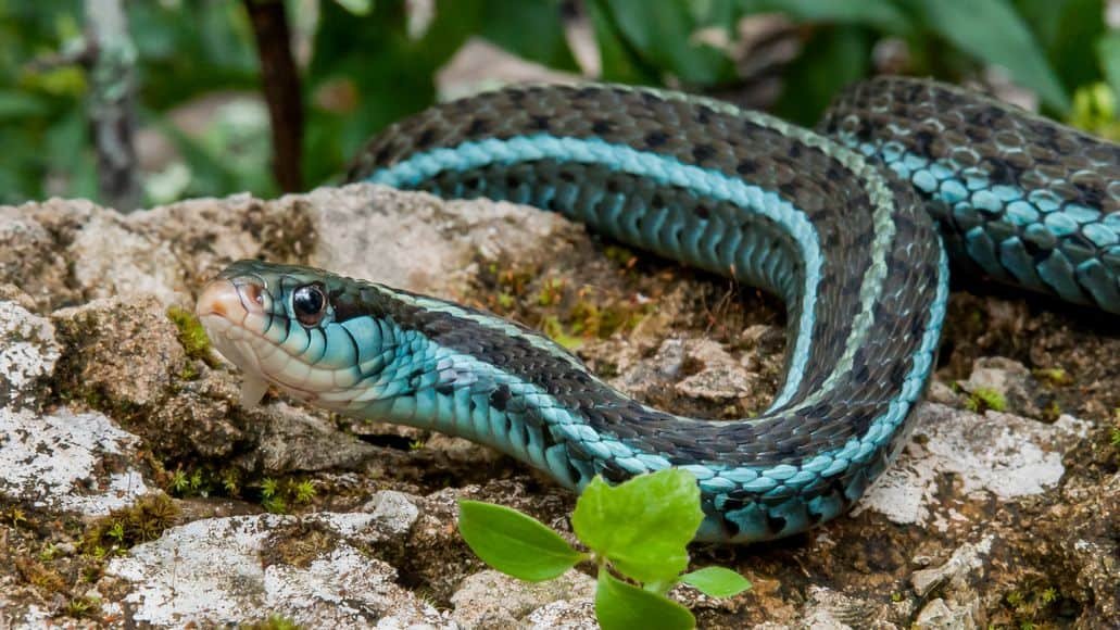 do garter snakes have fangs