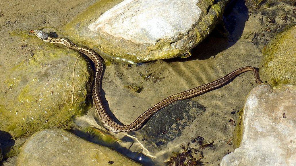 Checkered garter snake