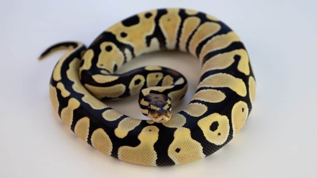 A clean ball python